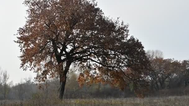 Μεγάλο Φθινόπωρο Δέντρο Κίτρινα Φύλλα Μεγάλα Γέρικα Δέντρα — Αρχείο Βίντεο