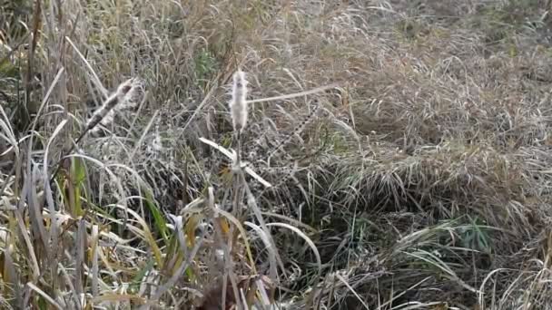 Dry Yellow Autumn Grass Swamp Dry Reeds — Stock Video