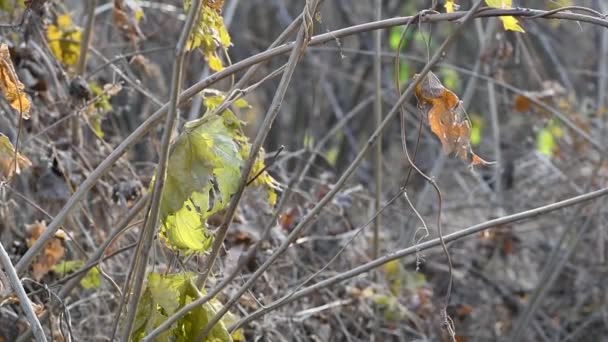 Poslední Žluté Listy Větvi Suchý Podzimní Vinný List — Stock video