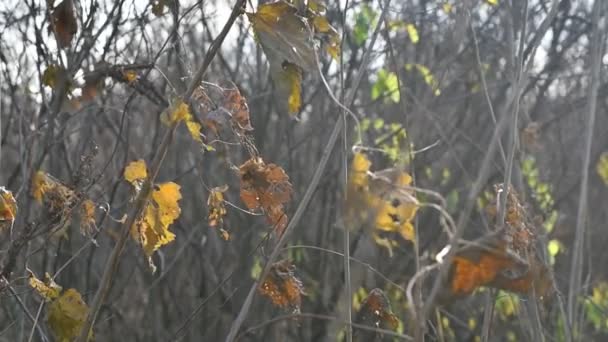 Last Yellow Leaves Branch Dry Autumn Vine Leaf — Stock Video