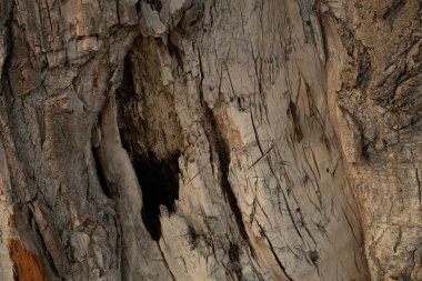 Yaşlı bir ağacın kabuğu. ağaç kabuğu dokusu.