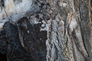 Yaşlı bir ağacın kabuğu. ağaç kabuğu dokusu.