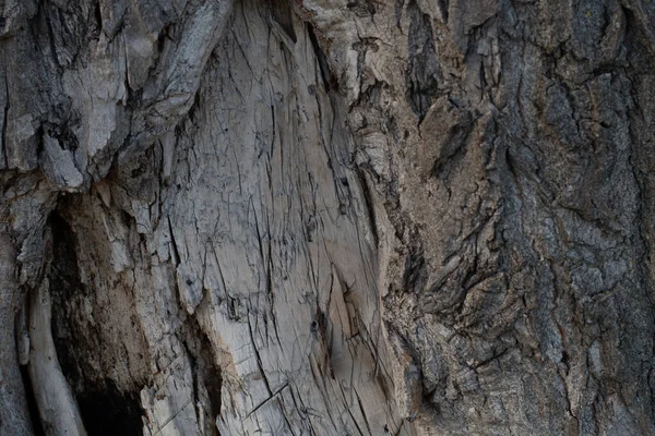 老树的树皮 树皮纹理 — 图库照片