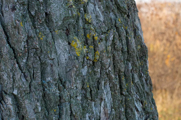 Écorce Vieil Arbre Écorce Arbre Texture — Photo