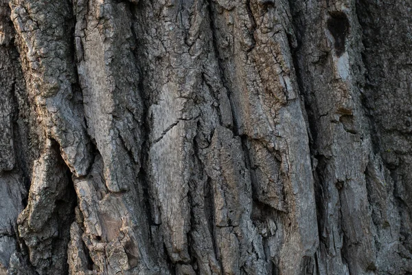 Corteccia Vecchio Albero Struttura Della Corteccia Dell Albero — Foto Stock