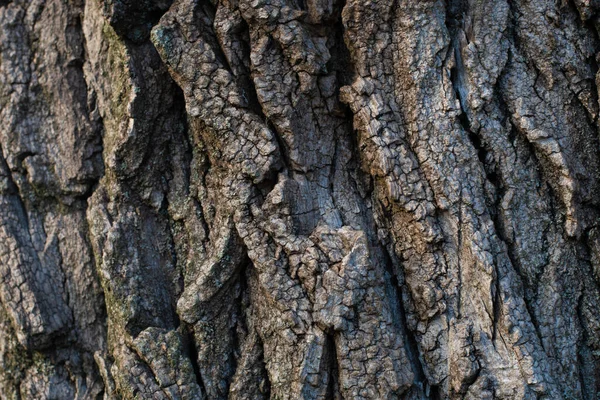 Corteccia Vecchio Albero Struttura Della Corteccia Dell Albero — Foto Stock