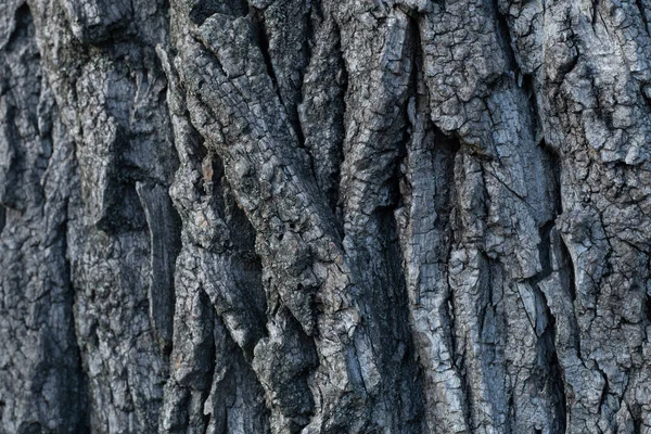 Кору Старого Дерева Текстура Кори Дерева — стокове фото