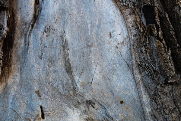 Yaşlı Bir Ağacın Kabuğu Ağaç Kabuğu Dokusu — Stok fotoğraf