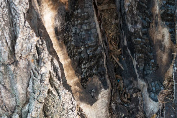 Szczekanie Starego Drzewa Tekstura Kory Drzewa — Zdjęcie stockowe