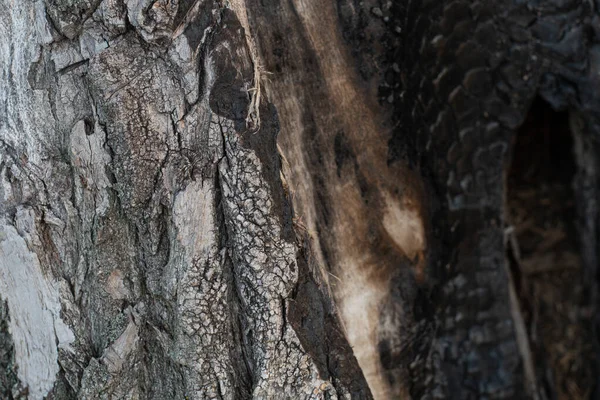 Φλοιό Παλιού Δέντρου Υφή Φλοιού Δένδρου — Φωτογραφία Αρχείου