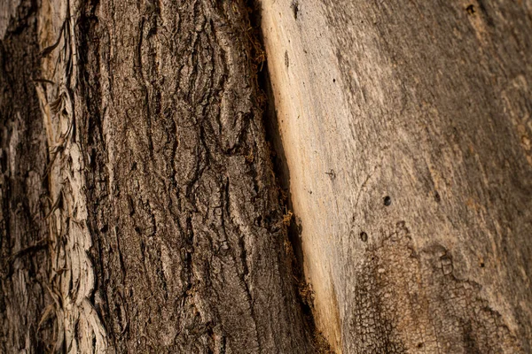 Φλοιό Παλιού Δέντρου Υφή Φλοιού Δένδρου — Φωτογραφία Αρχείου