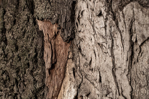 Кора старого дерева. текстура коры дерева.