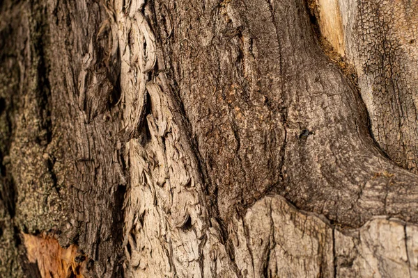 Corteccia Vecchio Albero Struttura Della Corteccia Dell Albero — Foto Stock