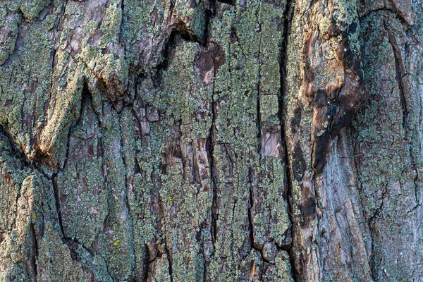 Yaşlı Bir Ağacın Kabuğu Ağaç Kabuğu Dokusu — Stok fotoğraf
