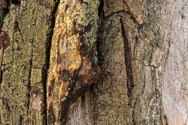 Écorce Vieil Arbre Écorce Arbre Texture — Photo