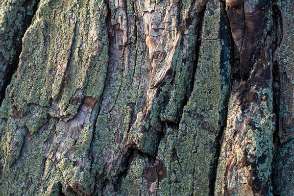 bark of an old tree. tree bark texture.