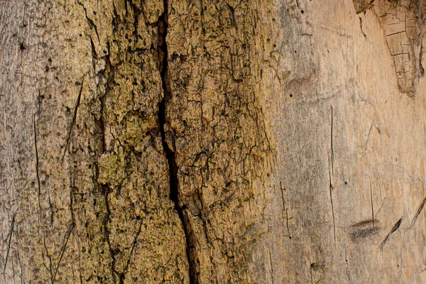 Yaşlı Bir Ağacın Kabuğu Ağaç Kabuğu Dokusu — Stok fotoğraf