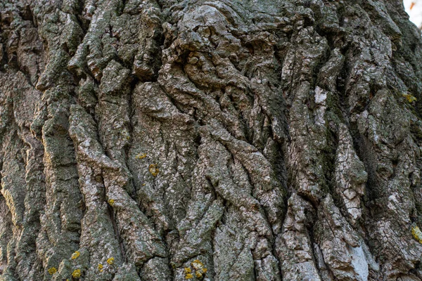 Rinde Eines Alten Baumes Baumrindenstruktur — Stockfoto