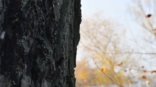 Corteza Árbol Viejo Textura Corteza Árbol — Vídeos de Stock