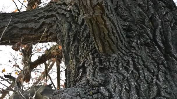 Кору Старого Дерева Текстура Кори Дерева — стокове відео