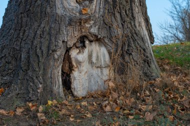 Oyuğu olan çok yaşlı bir ağaç. Ağaçta kocaman bir oyuk var