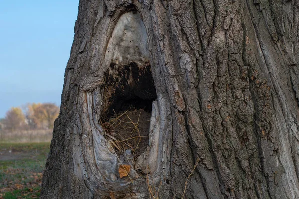 Uma Árvore Muito Antiga Com Oco Bela Grande Oco Árvore — Fotografia de Stock