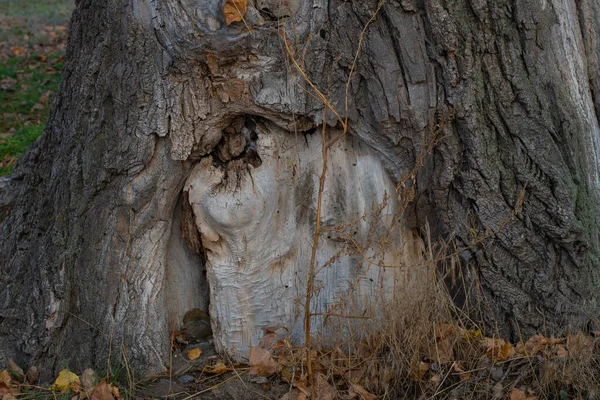 Very Old Tree Hollow Beautiful Big Hollow Tree — Stock Photo, Image