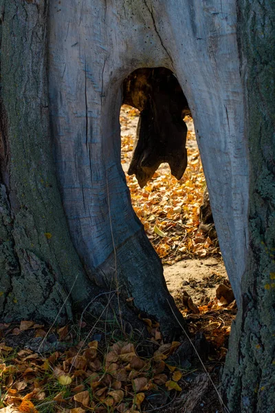 Très Vieil Arbre Avec Creux Beau Grand Creux Dans Arbre — Photo