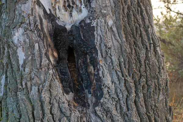 Très Vieil Arbre Avec Creux Beau Grand Creux Dans Arbre — Photo