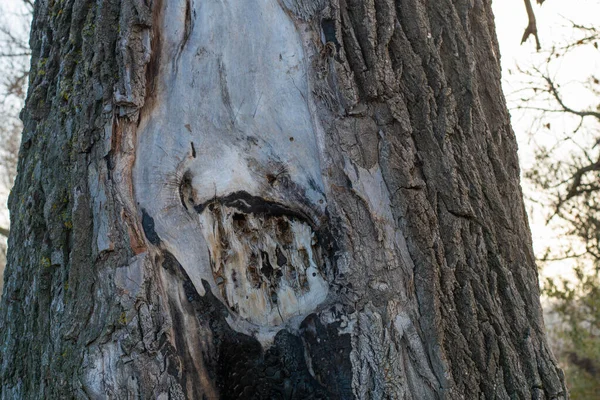 Très Vieil Arbre Avec Creux Beau Grand Creux Dans Arbre — Photo