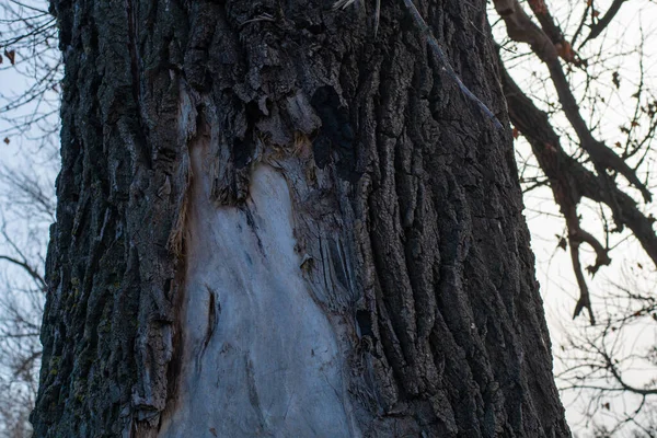 Very Old Tree Hollow Beautiful Big Hollow Tree — Stock Photo, Image