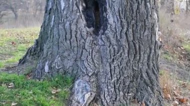 Oyuğu olan çok yaşlı bir ağaç. Ağaçta kocaman bir oyuk var