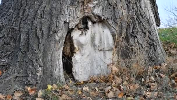 Uma Árvore Muito Antiga Com Oco Bela Grande Oco Árvore — Vídeo de Stock