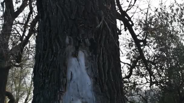 とても古い木で中空です 木の中の美しい大きな空洞 — ストック動画