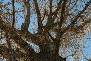 Büyük yaşlı ağaç. Çok eski bir ağacın dalları