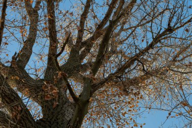 Büyük yaşlı ağaç. Çok eski bir ağacın dalları