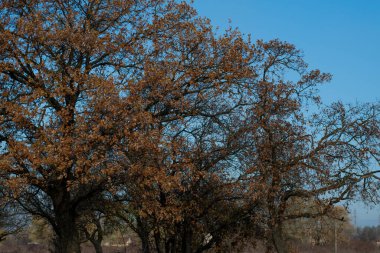 Büyük yaşlı ağaç. Çok eski bir ağacın dalları