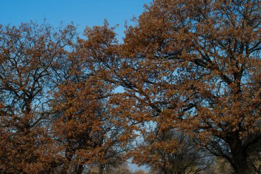 Büyük yaşlı ağaç. Çok eski bir ağacın dalları