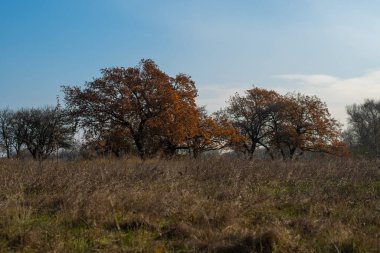 Büyük yaşlı ağaç. Çok eski bir ağacın dalları