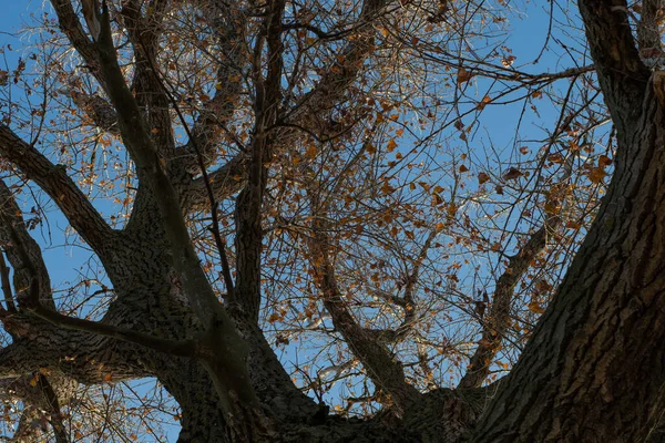 Велике Старе Дерево Гілки Дуже Старого Дерева — стокове фото