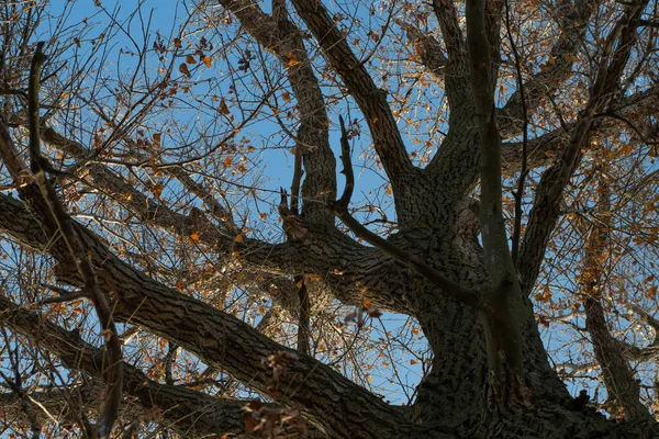 Μεγάλο Γέρικο Δέντρο Κλαδιά Ενός Πολύ Παλιού Δέντρου — Φωτογραφία Αρχείου