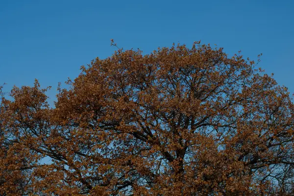 Gran Árbol Viejo Ramas Árbol Muy Viejo —  Fotos de Stock