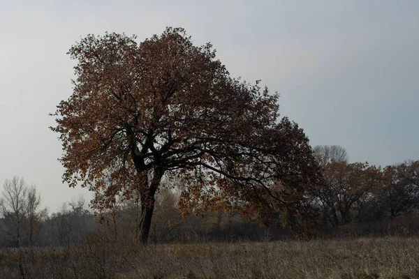 Велике Старе Дерево Гілки Дуже Старого Дерева — стокове фото