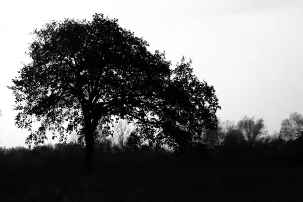 Grande Vecchio Albero Rami Albero Molto Vecchio — Foto Stock