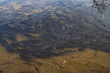 Büyük bir balık sürüsü. Suda bir sürü balık var. Güzel nehir sazan balığı
