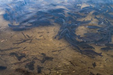 Büyük bir balık sürüsü. Suda bir sürü balık var. Güzel nehir sazan balığı