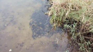 Büyük bir balık sürüsü. Suda bir sürü balık var. Güzel nehir sazan balığı