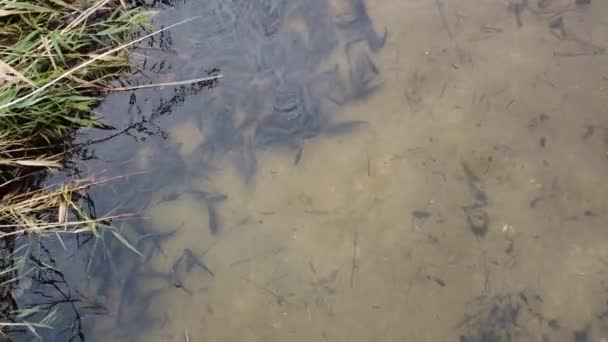 Een Grote School Vissen Veel Vis Het Water Mooie Rivier — Stockvideo