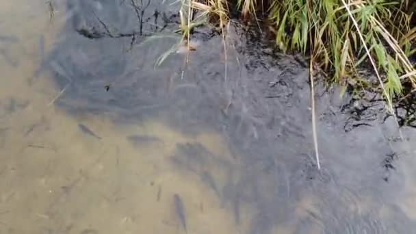 Una Grande Scuola Pesce Sacco Pesci Acqua Bella Carpa Crociana — Video Stock