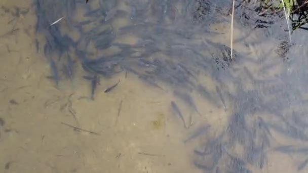 Ett Stort Fiskstim Massa Fisk Vattnet Vacker Flod Crucian Karp — Stockvideo